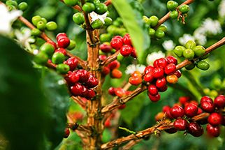 Cà phê Robusta là gì và chúng có đặc điểm như thế nào?