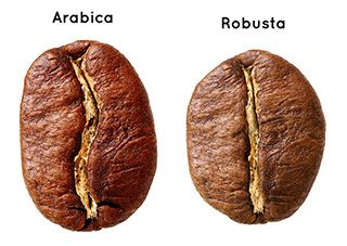 Phân Biệt Cà Phê Arabica và Cà Phê Robusta