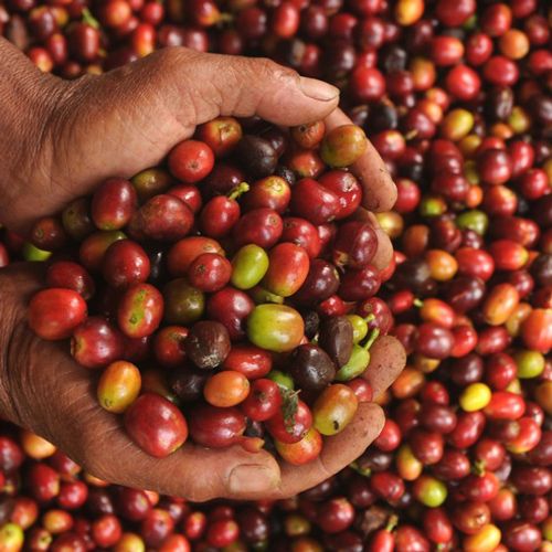 Cà phê Robusta được chế biến khô như thế nào?