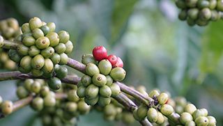 Cà Phê Trên Thế Giới Có Vị Như Thế Nào?