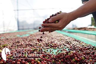 Hội Thảo Hướng Dẫn Kỹ Thuật Và Chất Lượng Thu Hái Cà Phê