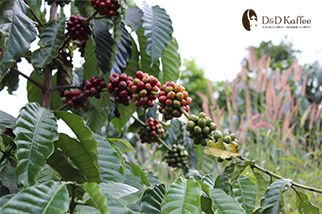 Coffee Farm Trip - Chuyện Xứ Nam Ban