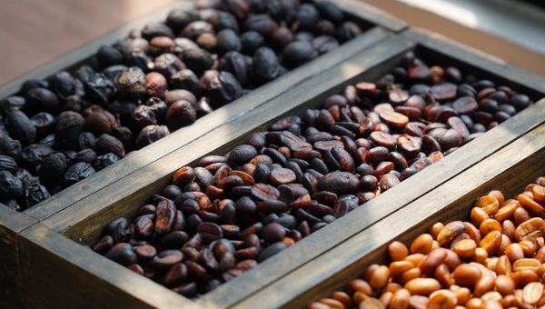 Sơ Chế Cà Phê Nhân Kết Hợp Trái Cây Có Phải Là Xu Thế?