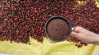 Sự Tươi Mới Của Hạt Cà Phê