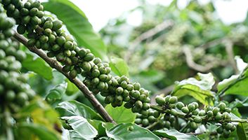 Môi Trường Sống Bền Vững Cho Cây Cà Phê