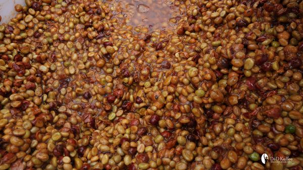 Sơ Chế Cà Phê Nhân - Sơ Chế Honey