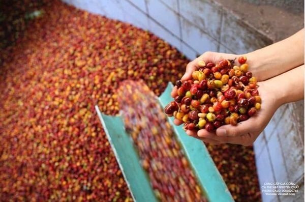 Phương Pháp Chế Biến Ướt Cà Phê Arabica Như Thế Nào?
