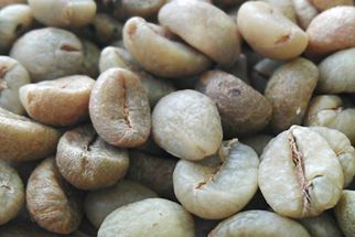 Chế biến cà phê nhân Robusta: không dễ như bạn vẫn nghĩ!