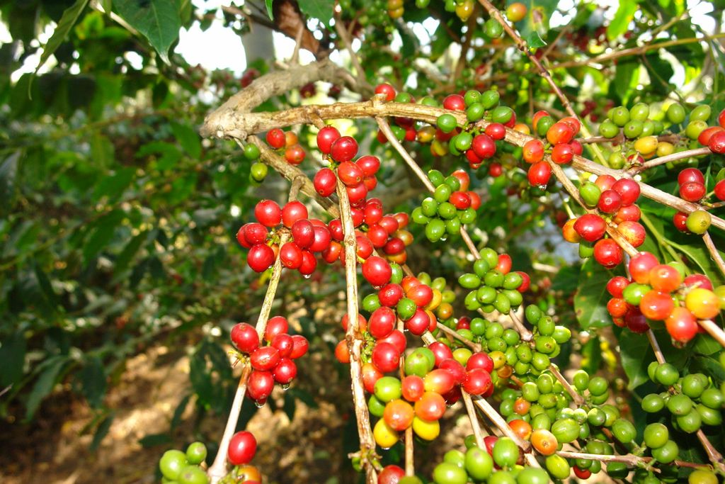 Độ cao ảnh hưởng đến hương vị cà phê Arabica như thế nào?
