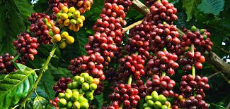 Nơi nào trồng cà phê Arabica ngon nhất Việt Nam?