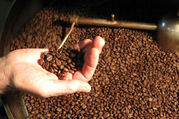 Những điều chưa biết về cà phê Arabica Blend