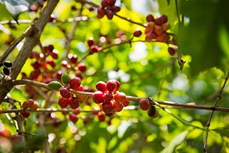 Ethiopia - Chiếc Nôi Cà Phê Của Thế Giới