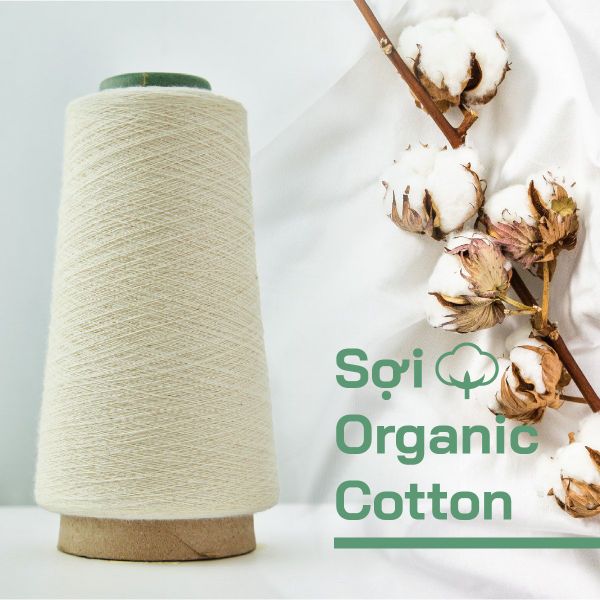 Sợi Organic cotton