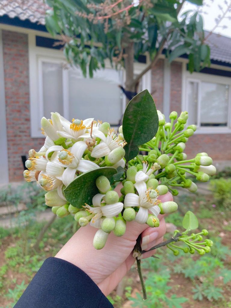 Mùa hoa bưởi trong vườn I Nhà máy WHITE ANT