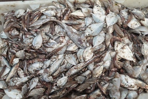 Quy trình ủ phân cá từ chế phẩm vi sinh