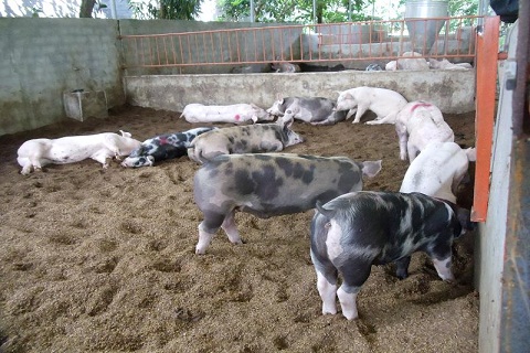 Kỹ thuật làm đệm lót sinh học trong nuôi lợn