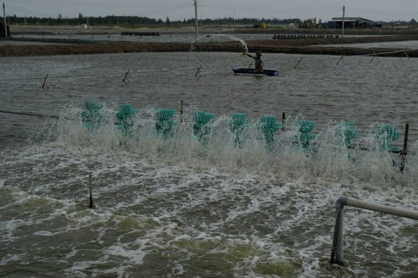 Quy trình xử lý môi trường cho nuôi tôm nước lợ bán thâm canh, đảm bảo – Emuniv