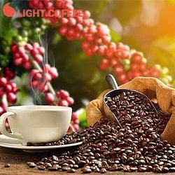 THỜI GIAN DÙNG CÀ PHÊ ROBUSTA TỐT TRONG NGÀY