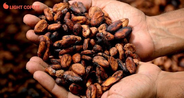 Bột cacao nguyên chất