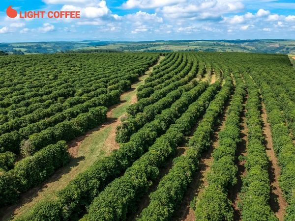 cà phê arabica