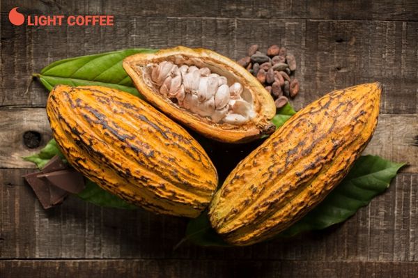 GIẢM CÂN BẰNG BỘT CACAO