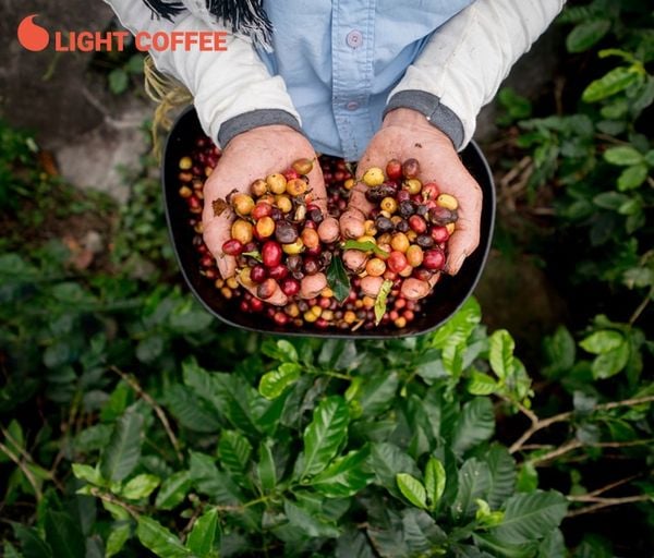 Cà phê thế giới