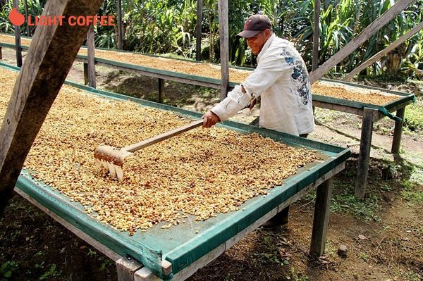 Cà phê thế giới