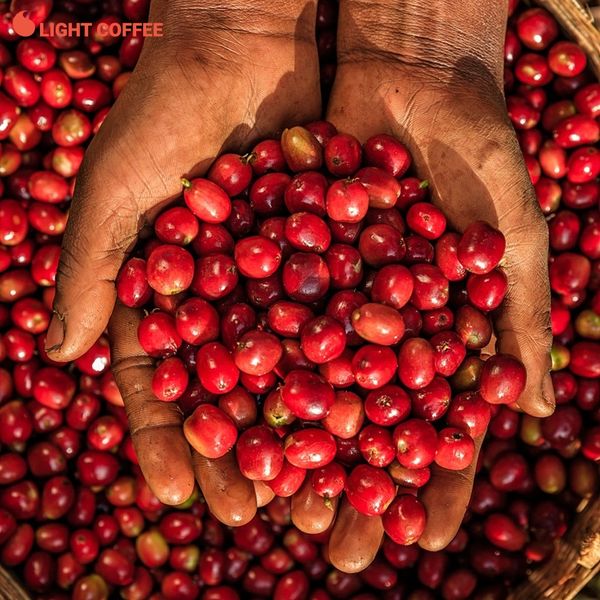 cà phê arabica