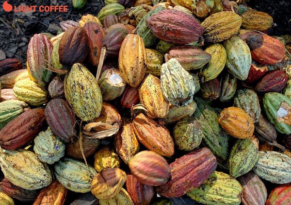 bột cacao nguyên chất, bột cacao chất lượng cao, bột cacao giá rẻ