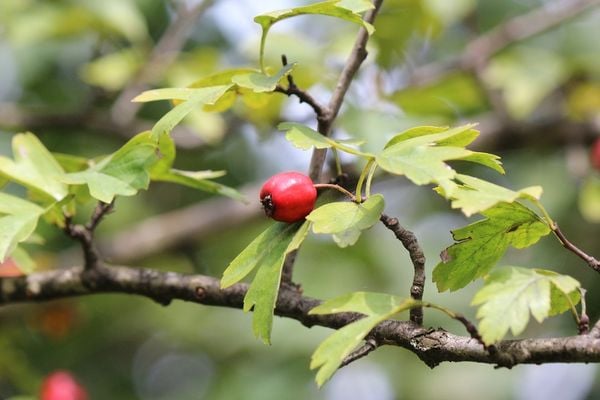 công dụng của rosehip oil