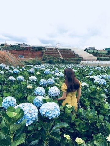 Đà Lạt tháng 6 có gì đẹp