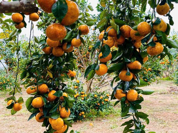Hoa Quả Tết Nguyên Tiêu