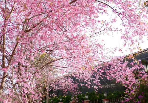 Lễ hội hoa anh đào _ Giày Hạnh Dung