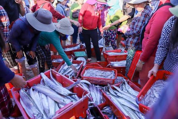 Khung cảnh nhộn nhịp chợ cá Tam Tiến