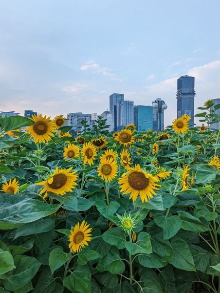 Lịch trình khám phá TP.HCM