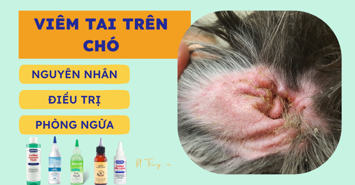 Nhiễm trùng tai và viêm tai ngoài ở chó và cách điều trị – Pet Things