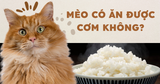 MÈO CÓ THỂ ĂN CƠM KHÔNG? Hãy đọc trước khi bạn cho ăn