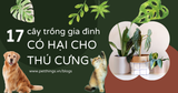 17 LOẠI CÂY TRỒNG GÂY NGUY HIỂM ĐỘC HẠI CHO THÚ CƯNG