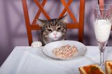 5 loại thực phẩm tuyệt đối không cho mèo ăn