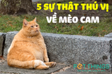 5 Sự Thật Thú Vị Về Mèo Cam