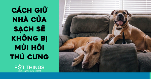 7 cách để ngôi nhà của bạn không có mùi của thú cưng