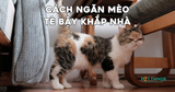 Cách ngăn cản mèo không đi tiểu bậy trong nhà