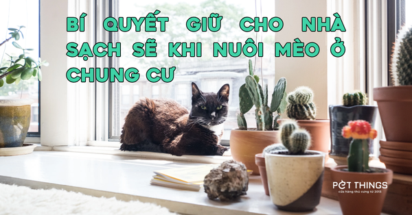 6 Bí Quyết Giữ Cho Nhà Sạch Sẽ, Không Bị Hôi Khi Nuôi Mèo Ở Chung Cư