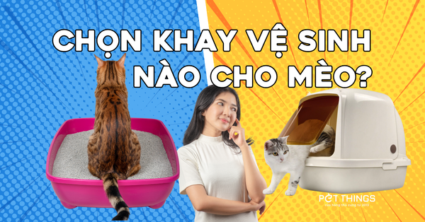 Khay vệ sinh cho mèo: Nên chọn loại có nắp hay không nắp?