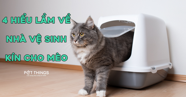 4 Hiểu Lầm Phổ Biến Về Nhà Vệ Sinh Kín Cho Mèo
