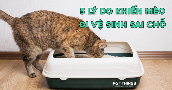5 Lý Do Khiến Mèo Đi Vệ Sinh Sai Chỗ