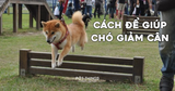 Cách để giúp chó giảm cân?