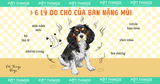 6 lý do tại sao chó của bạn có mùi hôi lông