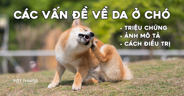 Các vấn đề về da thường gặp ở chó: Triệu chứng, hình ảnh mô tả và cách điều trị