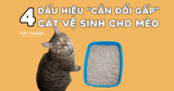 Dấu hiệu ‘cần đổi gấp’ cát vệ sinh mèo mà ai nuôi lâu cũng gặp phải